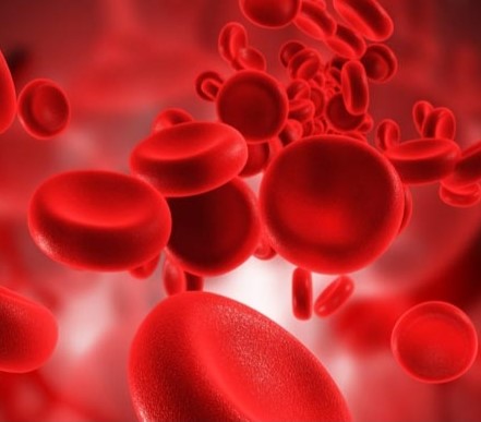 Anaemia Profile