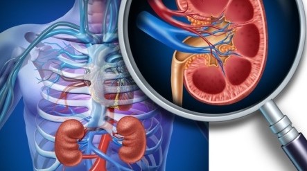 Kidney Health Profile